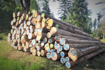 Valorificarea masei lemnoase, pe picior sau lemn fasonat, se face doar printr-o platformă online, la Romsilva