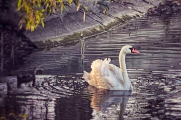O lebădă grațioasă și un rățoi de rasă indiană alergătoare însuflețesc lacul din zona de agrement Tătărași