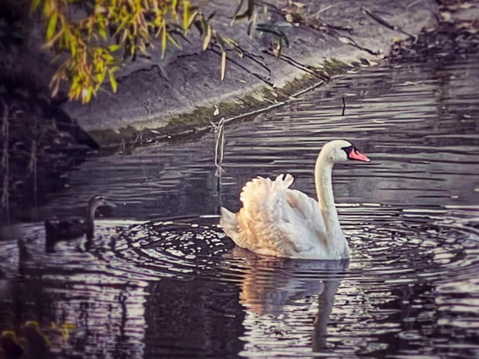 O lebădă grațioasă și un rățoi de rasă indiană alergătoare însuflețesc lacul din zona de agrement Tătărași O lebădă grațioasă și un rățoi de rasă indiană alergătoare însuflețesc lacul din zona de agrement Tătărași