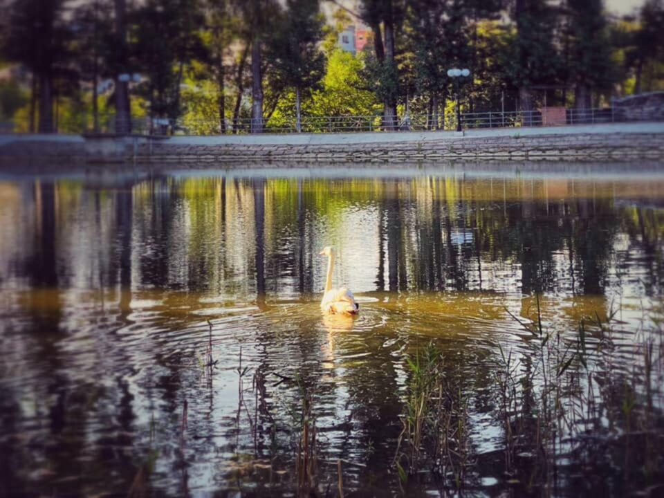 O lebădă grațioasă însuflețește lacul din zona de agrement Tătărași 2