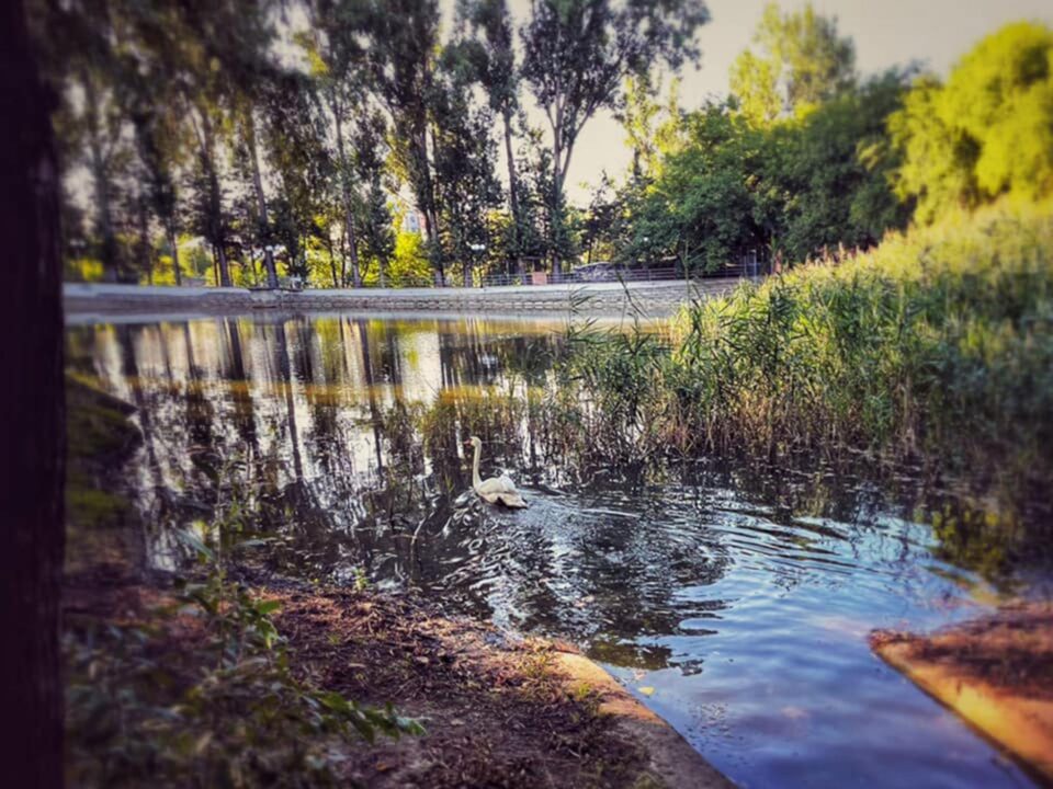 O lebădă grațioasă și un rățoi de rasă indiană alergătoare însuflețesc lacul din zona de agrement Tătărași