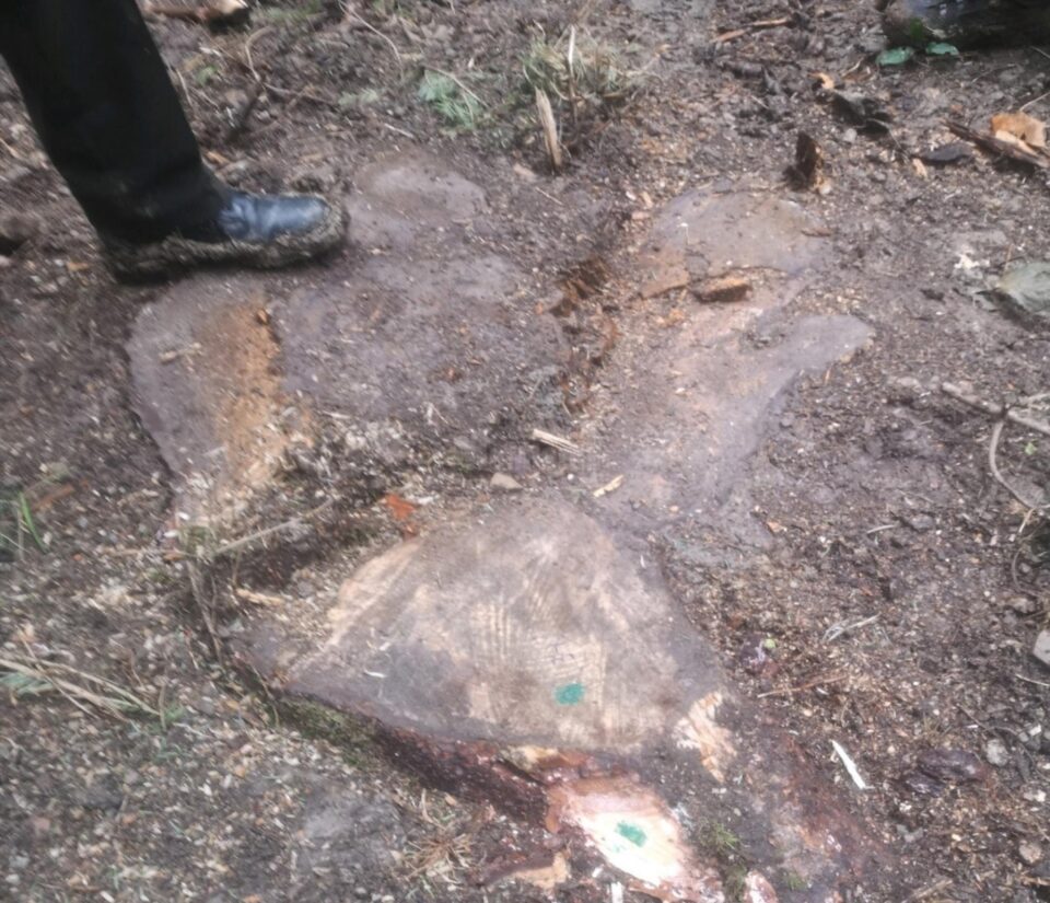 Arbori taiati ilegal, depistati în urma unui control de fond la OS Rasca