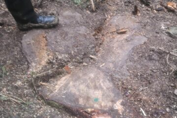 Arbori taiati ilegal, depistati în urma unui control de fond la OS Rasca
