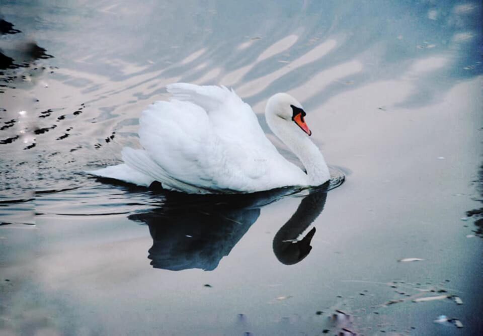 O lebădă grațioasă și un rățoi de rasă indiană alergătoare însuflețesc lacul din zona de agrement Tătărași