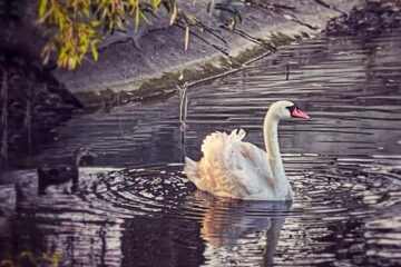 O lebădă grațioasă și un rățoi de rasă indiană alergătoare însuflețesc lacul din zona de agrement Tătărași