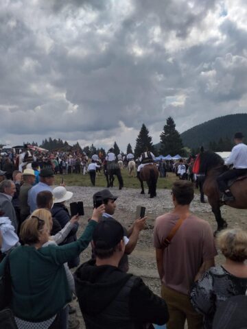 Frumoșii cai din Bucovina, la parada