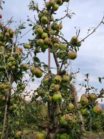 Pagube mari în livezile din zona Fălticeni, produse de grindină