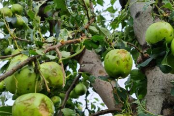 Pagube mari în livezile din zona Fălticeni, produse de grindină