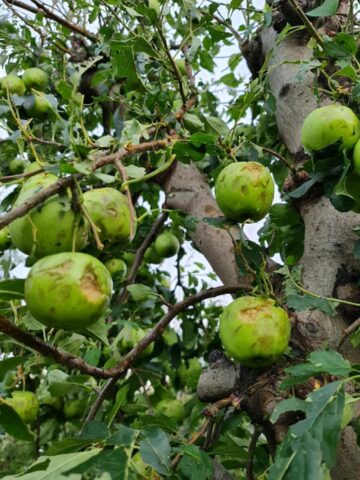 Pagube mari în livezile din zona Fălticeni, produse de grindină
