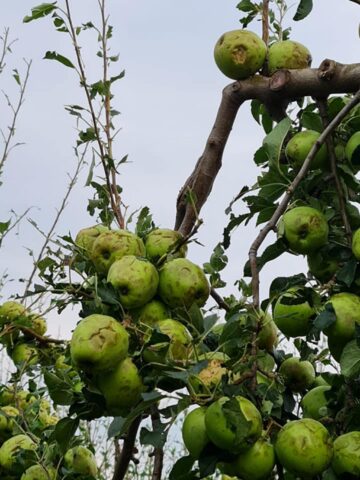 Mere distruse de grindină Sursă foto Direcția Agricolă Suceava