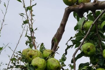 Mere distruse de grindină Sursă foto Direcția Agricolă Suceava
