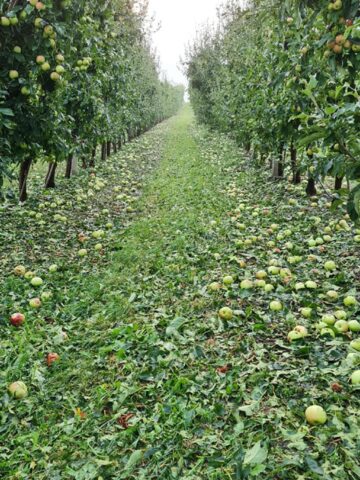 Mere distruse de grindină Sursă foto Direcția Agricolă Suceava