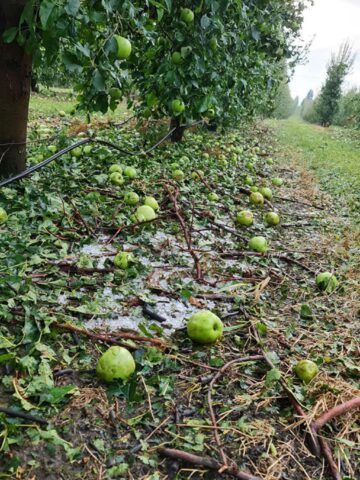 Mere distruse de grindină Sursă foto Direcția Agricolă Suceava