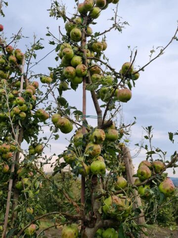Mere distruse de grindină Sursă foto Direcția Agricolă Suceava