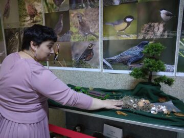 Expoziție temporară cu 70 de cuiburi și tot atâtea tipuri de ouă de la păsări sedentare și migratoare, la Muzeul de Științele Naturii Suceava