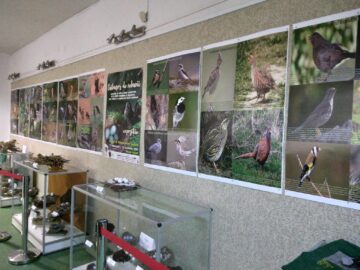 Expoziție temporară cu 70 de cuiburi și tot atâtea tipuri de ouă de la păsări sedentare și migratoare, la Muzeul de Științele Naturii Suceava