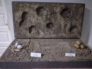 Expoziție temporară cu 70 de cuiburi și tot atâtea tipuri de ouă de la păsări sedentare și migratoare, la Muzeul de Științele Naturii Suceava