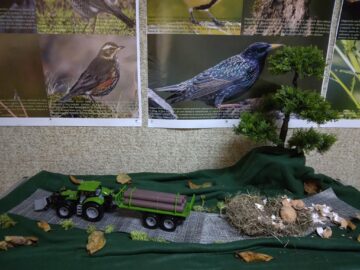 Expoziție temporară cu 70 de cuiburi și tot atâtea tipuri de ouă de la păsări sedentare și migratoare, la Muzeul de Științele Naturii Suceava