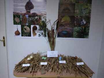 Expoziție temporară cu 70 de cuiburi și tot atâtea tipuri de ouă de la păsări sedentare și migratoare, la Muzeul de Științele Naturii Suceava