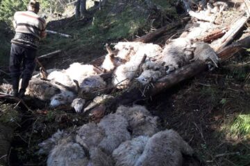 Imagini de coșmar în urma atacului lupilor de la Cârlibaba