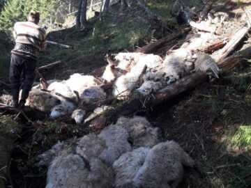 Imagini de coșmar în urma atacului lupilor de la Cârlibaba