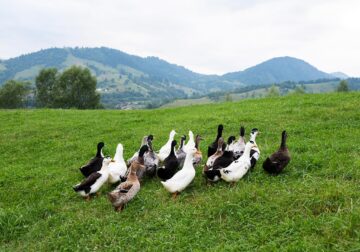 Un Loc De Basm În Bucovina Și O Poveste De Dragoste Ca La Hollywood