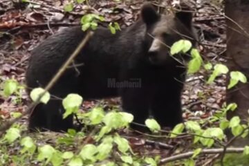 Întâlnire cu un urs, filmată de un ranger în Parcul Călimani