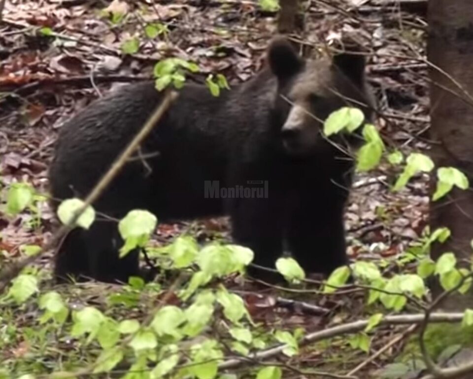 Întâlnire cu un urs, filmată de un ranger în Parcul Călimani