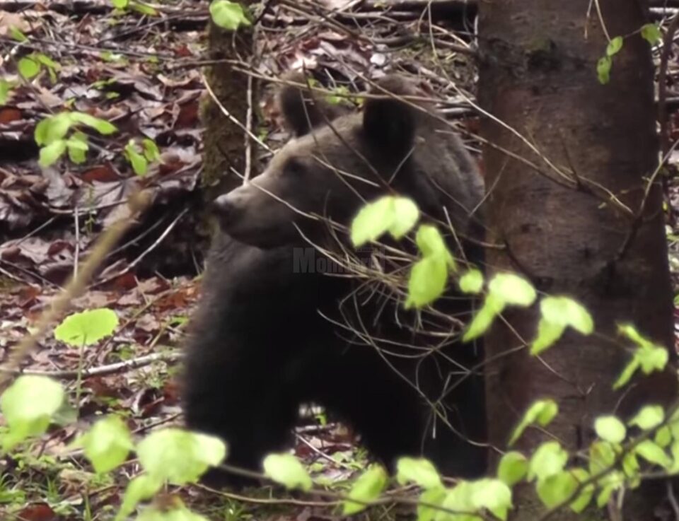 Întâlnire cu un urs, filmată de un ranger în Parcul Călimani