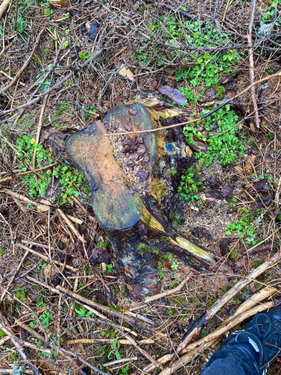 Toate cioatele identificate în teren prezintă marcaje legale, pentru ca masa lemnoasă să fie extrasă din pădure și valorificată