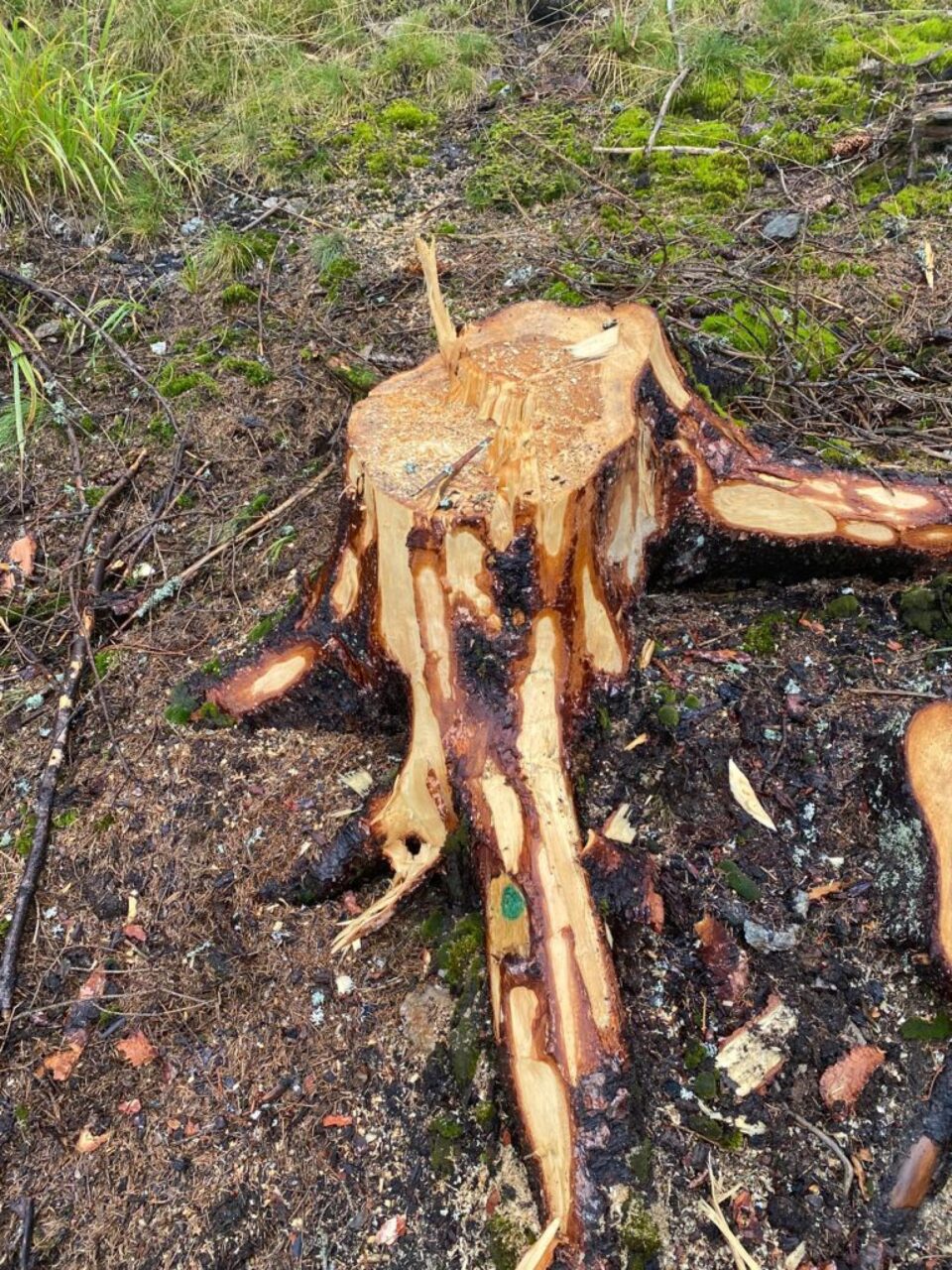 Toate cioatele identificate în teren prezintă marcaje legale, pentru ca masa lemnoasă să fie extrasă din pădure și valorificată