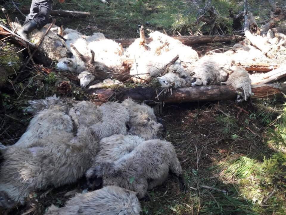 Imagini de coșmar în urma atacului lupilor de la Cârlibaba