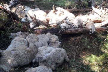 Imagini de coșmar în urma atacului lupilor de la Cârlibaba