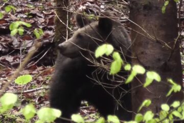 Întâlnire cu un urs, filmată de un ranger în Parcul Călimani