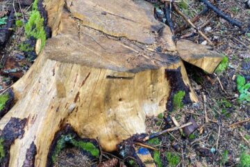 Toate cioatele identificate în teren prezintă marcaje legale, pentru ca masa lemnoasă să fie extrasă din pădure și valorificată
