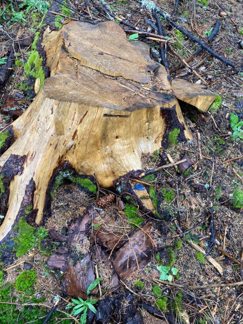 Toate cioatele identificate în teren prezintă marcaje legale, pentru ca masa lemnoasă să fie extrasă din pădure și valorificată