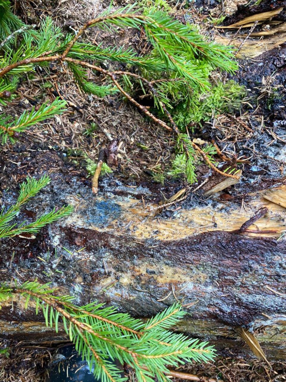Toate cioatele identificate în teren prezintă marcaje legale, pentru ca masa lemnoasă să fie extrasă din pădure și valorificată