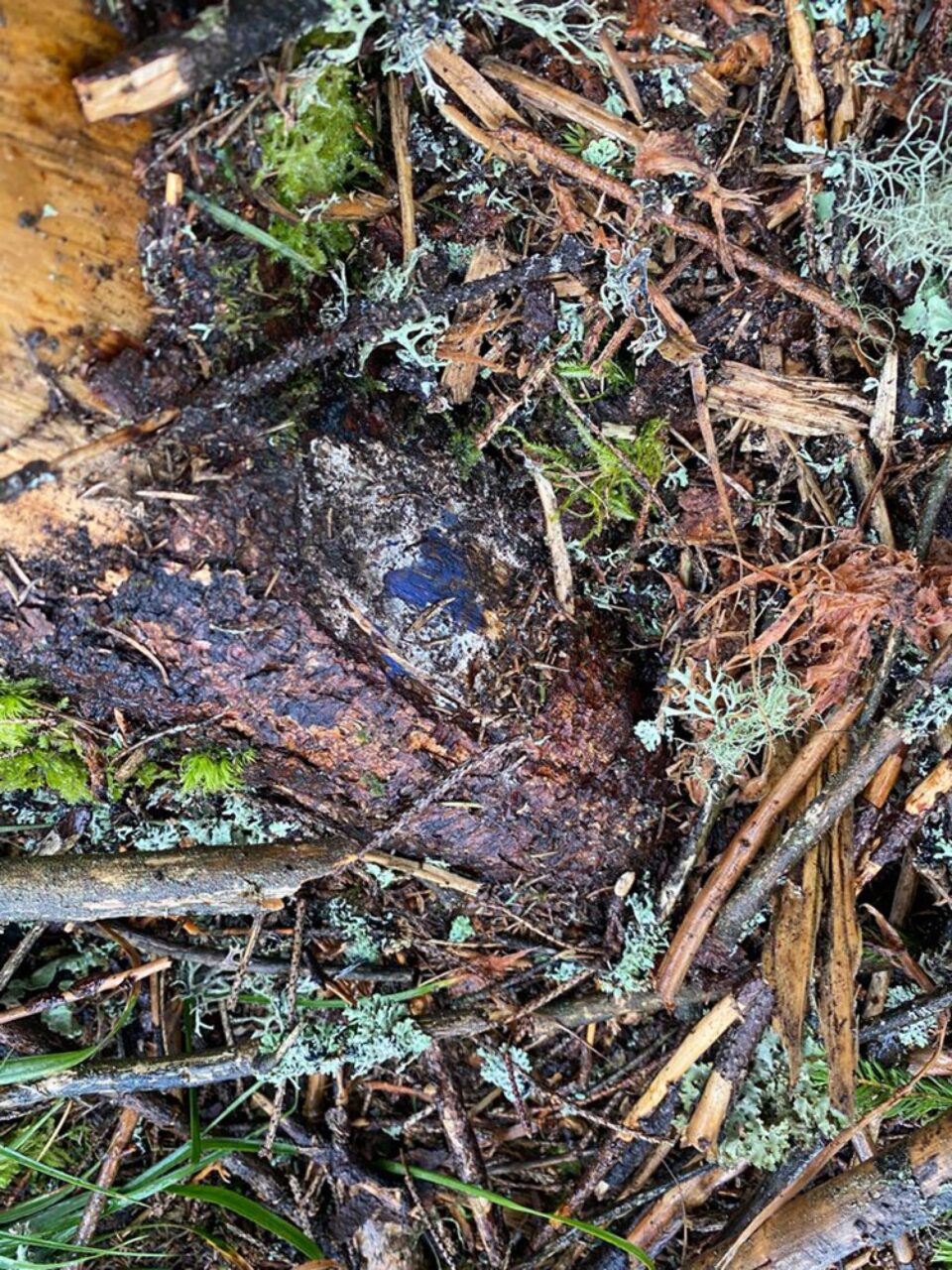 Toate cioatele identificate în teren prezintă marcaje legale, pentru ca masa lemnoasă să fie extrasă din pădure și valorificată