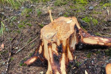 Toate cioatele identificate în teren prezintă marcaje legale, pentru ca masa lemnoasă să fie extrasă din pădure și valorificată