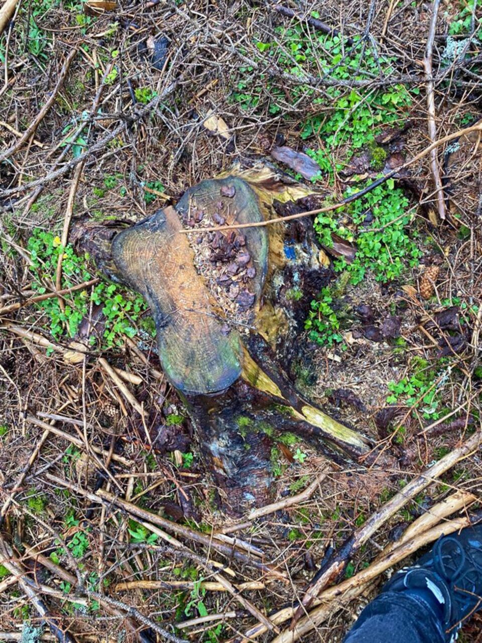 Toate cioatele identificate în teren prezintă marcaje legale, pentru ca masa lemnoasă să fie extrasă din pădure și valorificată