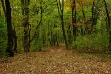 ATV-urile nu au ce căuta pe drumuri forestiere pentru care nu există acord FOTO cotidianul.ro