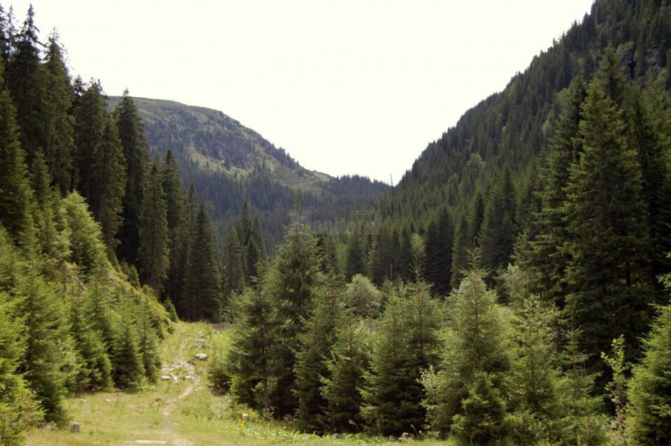 ATV-urile nu au ce căuta pe drumuri forestiere pentru care nu există acord