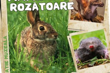 Lecții muzeale, la Muzeul de Științele Naturii Suceava