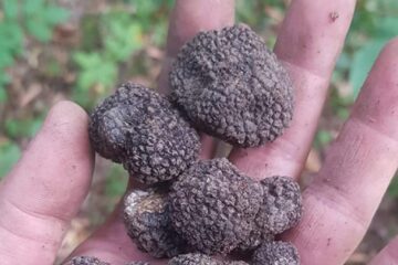 Amendați pentru că au cules trufe negre din pădure