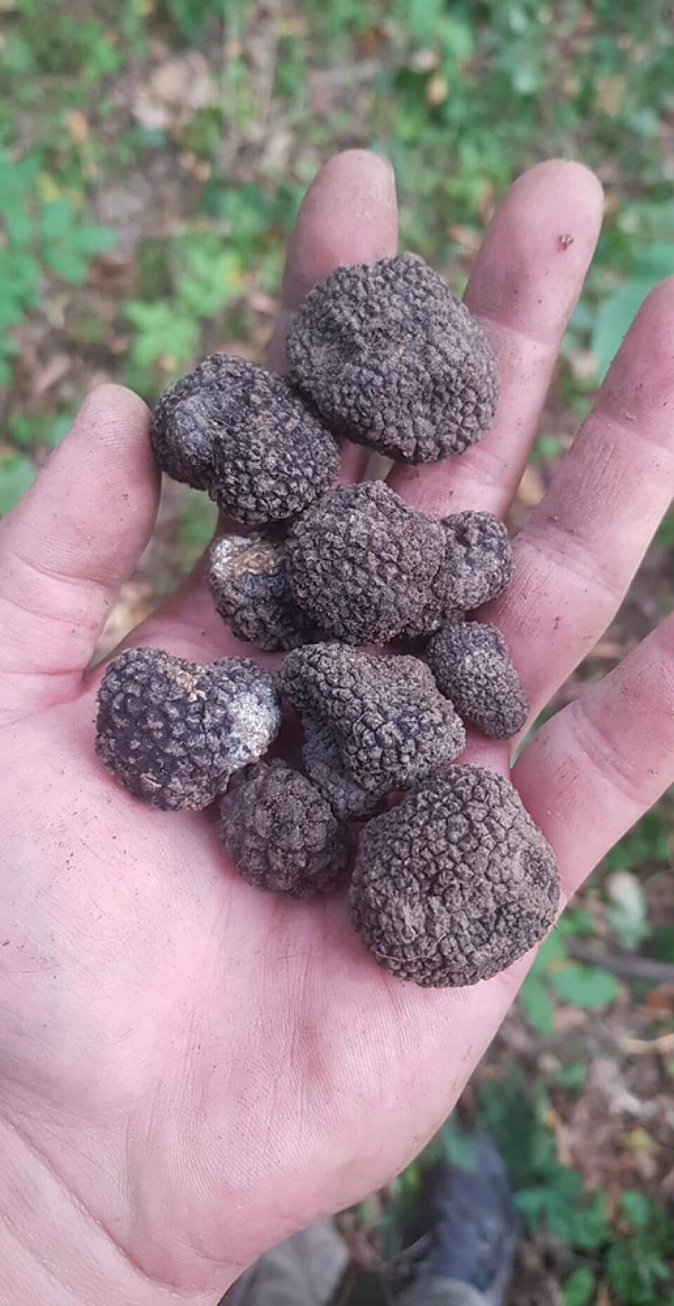 Amendați pentru că au cules trufe negre din pădure