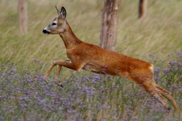 O femeie a fost rănită după ce o căprioară a traversat drumul european 58. Foto radioaccent.rp