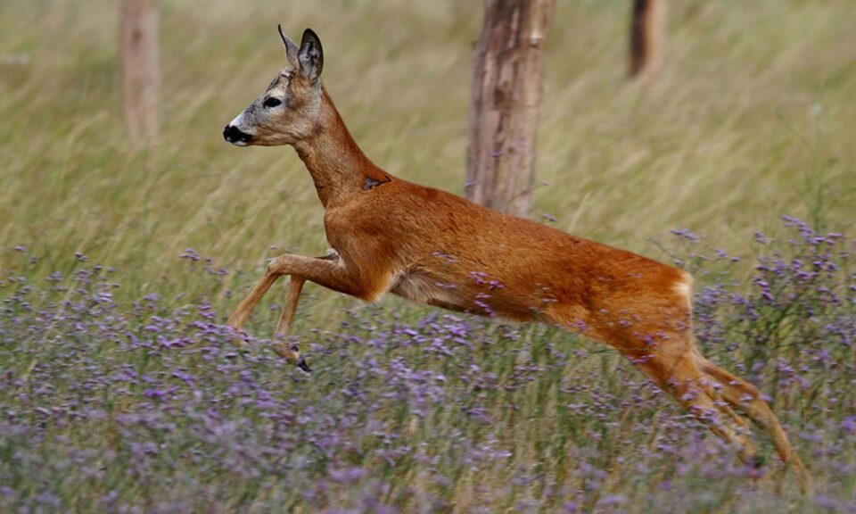 O femeie a fost rănită după ce o căprioară a traversat drumul european 58. Foto radioaccent.rp O femeie a fost rănită după ce o căprioară a traversat drumul european 58. Foto radioaccent.rp