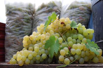 „Comercializarea legumelor și fructelor”