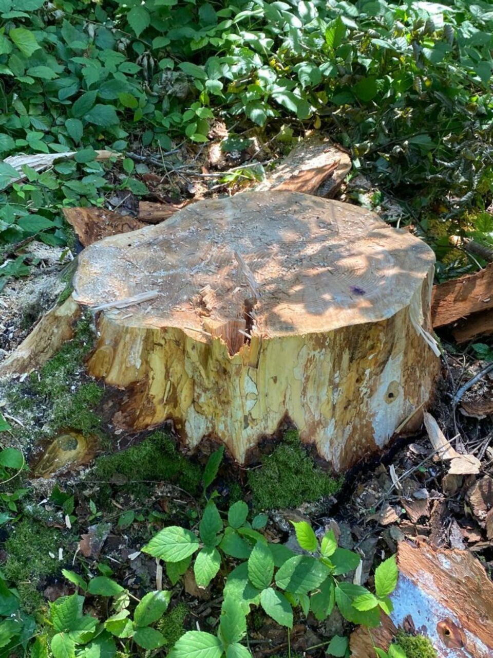 41 de cioate provenite din tăieri ilegale de arbori, pe un teren al Primăriei Sucevița