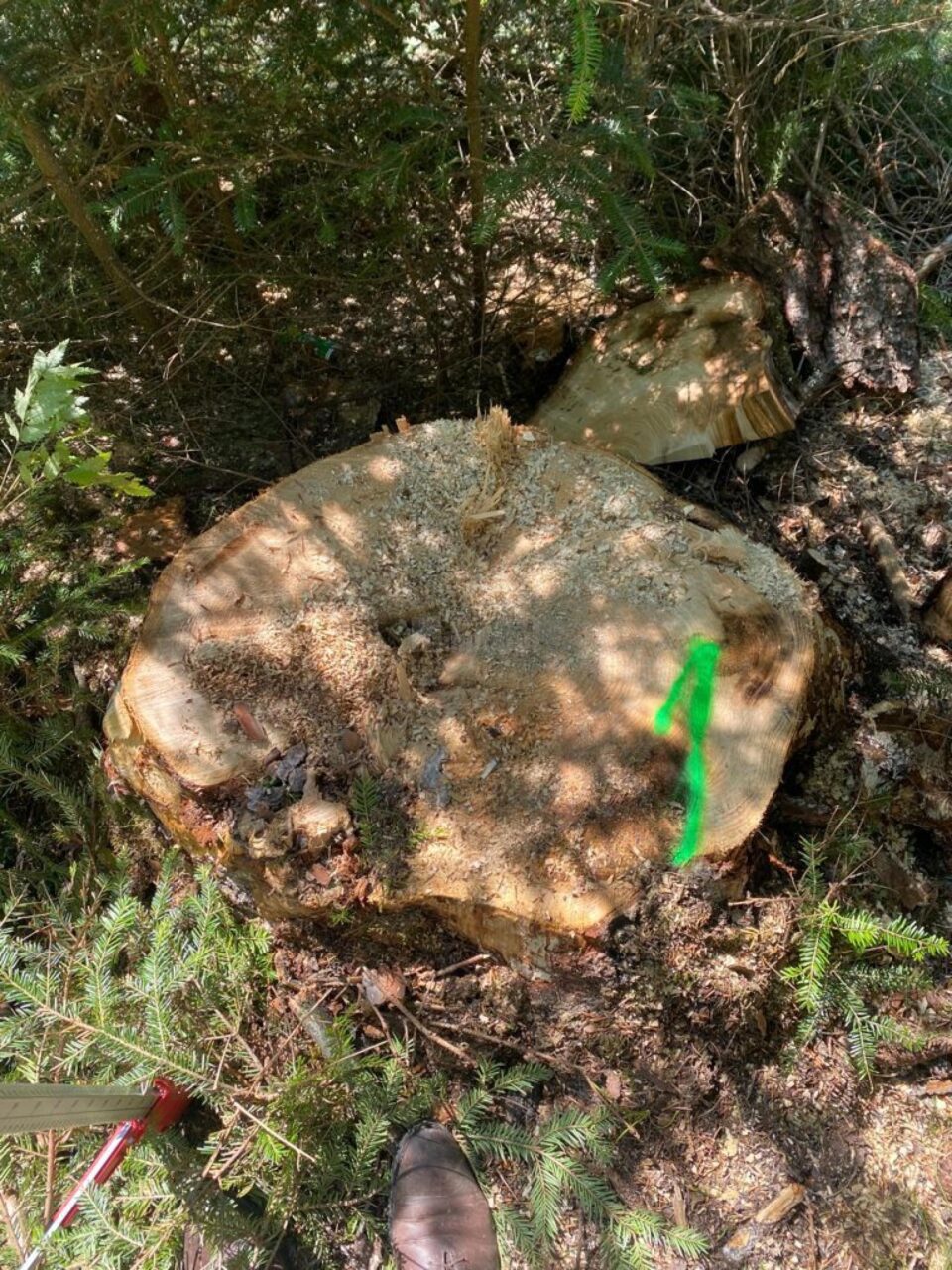 41 de cioate provenite din tăieri ilegale de arbori, pe un teren al Primăriei Sucevița
